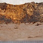 Grisard , Silberpappel, ca. 375 x 228 x 57mm, 3,50kg