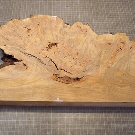 Grisard , Silberpappel, ca. 485 x 280 x 57mm, 4,18kg