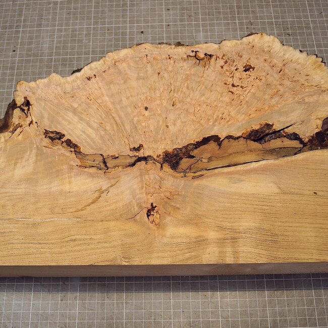 Grisard , Silberpappel, ca. 485 x 280 x 57mm, 4,18kg