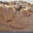 Grisard , Silberpappel, ca. 485 x 280 x 57mm, 4,18kg