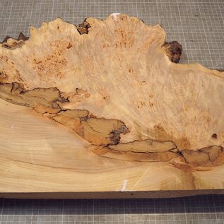 Grisard , Silberpappel, ca. 510 x 370 x 58mm, 5,60kg