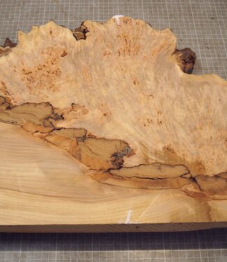 Grisard , Silberpappel, ca. 510 x 370 x 58mm, 5,60kg