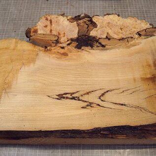 Grisard , Silberpappel, ca. 510 x 370 x 58mm, 5,60kg