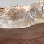 Kaukasische Rüster Maser, ca. 626 x 355-405 x 62mm, 7,44kg