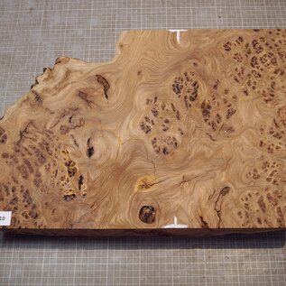Kaukasische Rüster Maser, ca. 500 x 358 x 60mm, 5,22kg