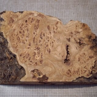 Kaukasische Rüster Maser, ca. 500 x 358 x 60mm, 5,22kg