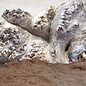 Caucasian Elm burl, approx. 520 x 335 x 62mm, 4,36kg