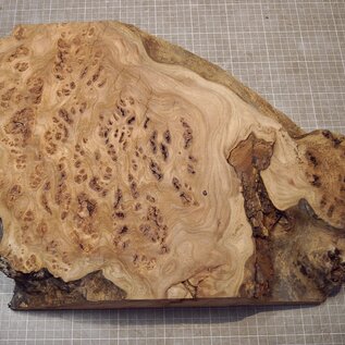 Kaukasische Rüster Maser, ca. 480 x 350 x 58mm, 4,12kg