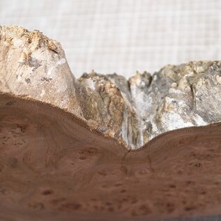 Caucasian Elm burl, approx. 450 x 320 x 67mm, 2,74kg