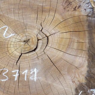 Caucasian Elm, burl slab, approx. 920 x 620/560 x 80 mm, 13711