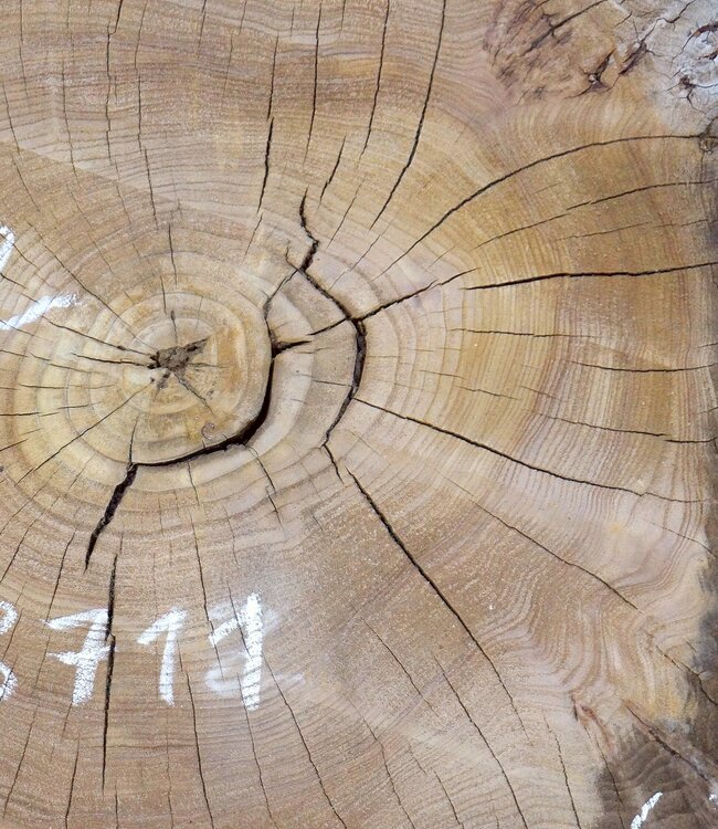 Caucasian Elm, burl slab, approx. 920 x 620/560 x 80 mm, 13711