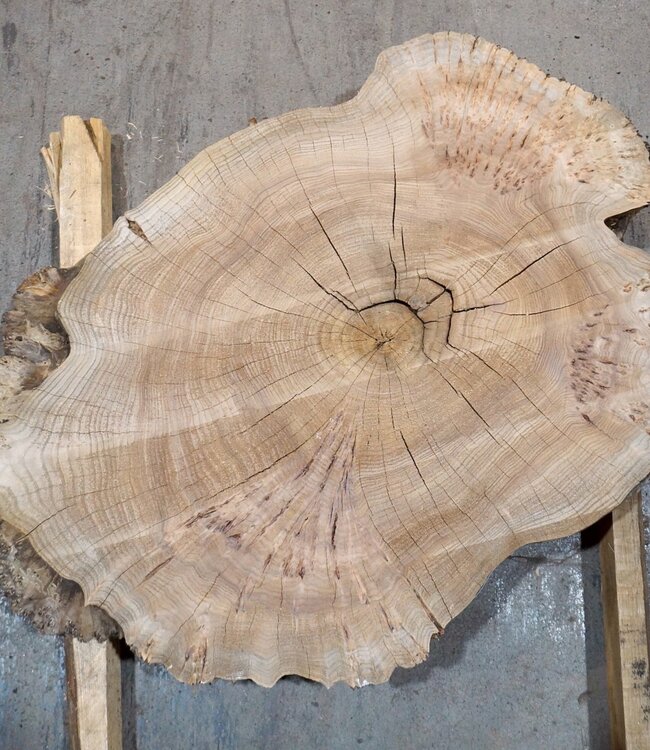 Caucasian Elm, burl slab, approx. 920 x 620/560 x 80 mm, 13711