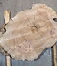 Caucasian Elm, burl slab, approx. 920 x 620/560 x 80 mm, 13711