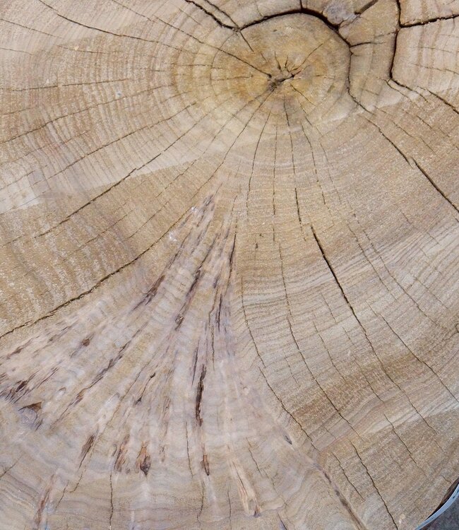 Caucasian Elm, burl slab, approx. 920 x 620/560 x 80 mm, 13711