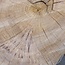 Caucasian Elm, burl slab, approx. 920 x 620/560 x 80 mm, 13711