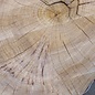 Caucasian Elm, burl slab, approx. 920 x 620/560 x 80 mm, 13711