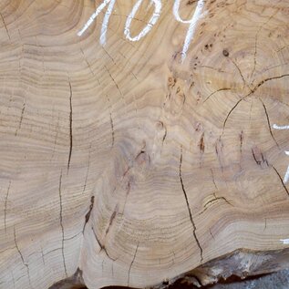 Caucasian Elm, burl slab, approx. 1040 x 760 x 80 mm, 13710