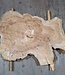 Caucasian Elm, burl slab, approx. 1050 x 720 x 80 mm, 13709