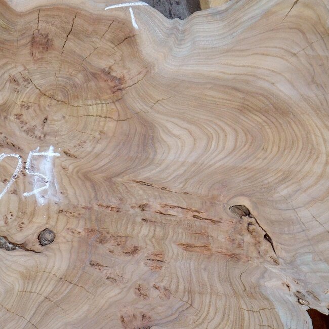Caucasian Elm, burl slab, approx. 1050 x 720 x 80 mm, 13709