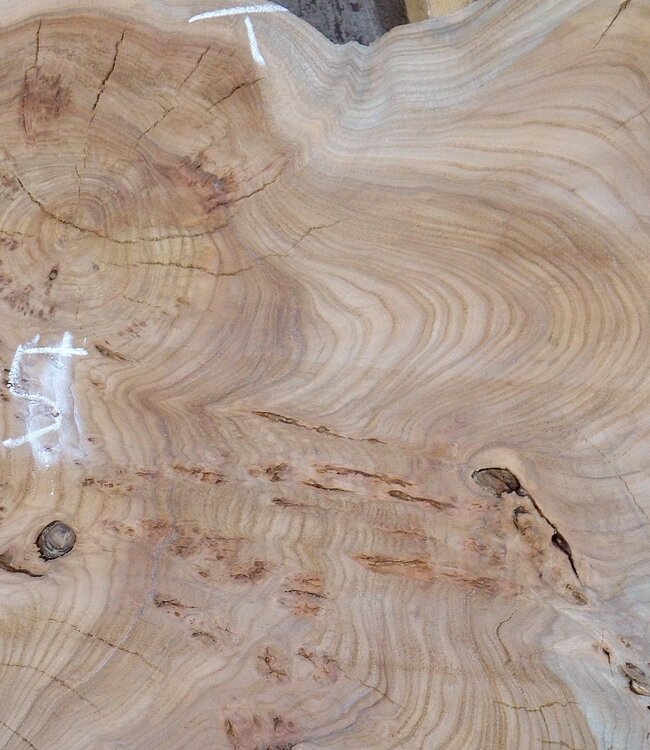 Caucasian Elm, burl slab, approx. 1050 x 720 x 80 mm, 13709