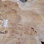 Caucasian Elm, burl slab, approx. 1050 x 720 x 80 mm, 13709