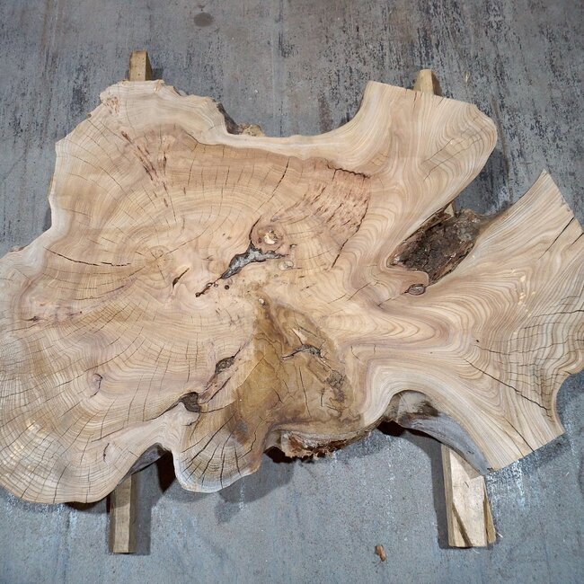 Caucasian Elm, burl slab, approx. 1050 x 720 x 80 mm, 13709