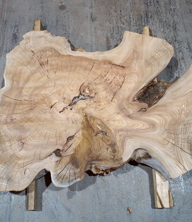 Caucasian Elm, burl slab, approx. 1050 x 720 x 80 mm, 13709