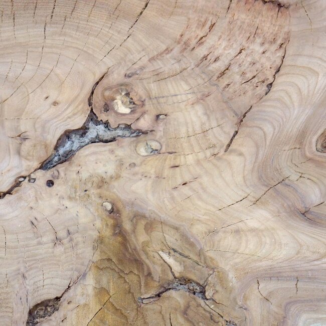 Caucasian Elm, burl slab, approx. 1050 x 720 x 80 mm, 13709