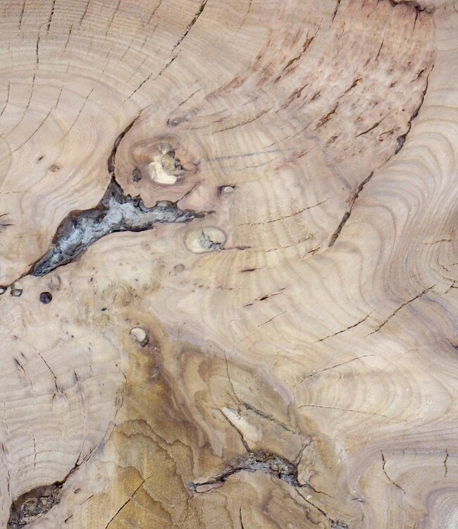 Caucasian Elm, burl slab, approx. 1050 x 720 x 80 mm, 13709