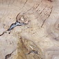 Caucasian Elm, burl slab, approx. 1050 x 720 x 80 mm, 13709