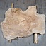 Caucasian Elm, burl slab, approx. 1050 x 720 x 80 mm, 13709