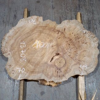 Caucasian Elm, burl slab, approx. 1000 x 700 x 80 mm, 13708
