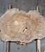 Caucasian Elm, burl slab, approx. 1000 x 700 x 80 mm, 13708