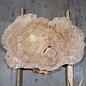Caucasian Elm, burl slab, approx. 1000 x 700 x 80 mm, 13708