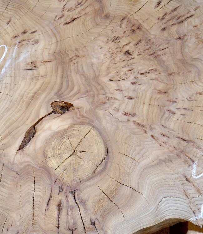 Caucasian Elm, burl slab, approx. 1000 x 700 x 80 mm, 13708