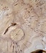 Caucasian Elm, burl slab, approx. 1000 x 700 x 80 mm, 13708