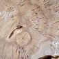 Caucasian Elm, burl slab, approx. 1000 x 700 x 80 mm, 13708