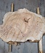 Caucasian Elm, burl slab, approx. 1000 x 700 x 80 mm, 13708