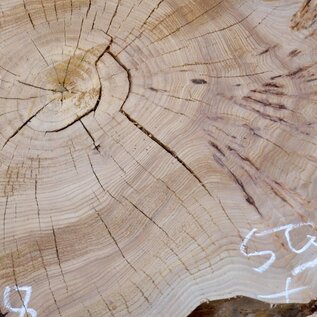 Caucasian Elm, burl slab, approx. 1000 x 590 x 80 mm, 13707