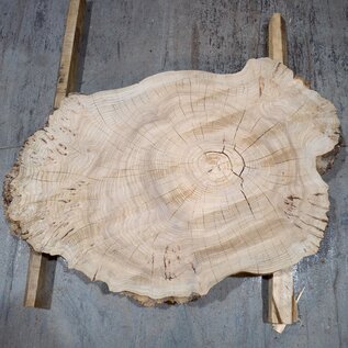 Caucasian Elm, burl slab, approx. 1000 x 590 x 80 mm, 13707