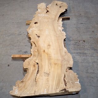 Caucasian Elm, burl slab, approx. 2400 x 780 x 62 mm, 13706