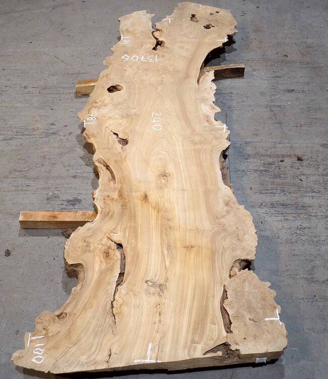 Caucasian Elm, burl slab, approx. 2400 x 780 x 62 mm, 13706