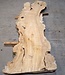 Caucasian Elm, burl slab, approx. 2400 x 780 x 62 mm, 13706