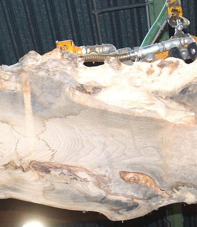 Caucasian Elm, burl slab, approx. 2400 x 780 x 62 mm, 13706