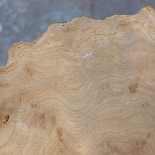 Caucasian Elm, burl slab, approx. 2400 x 780 x 62 mm, 13706