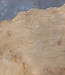 Caucasian Elm, burl slab, approx. 2400 x 780 x 62 mm, 13706