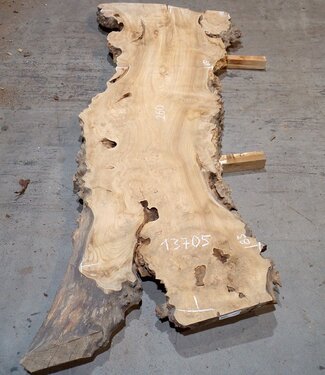 Caucasian Elm, burl slab, approx. 2600 x 830 x 62 mm, 13705