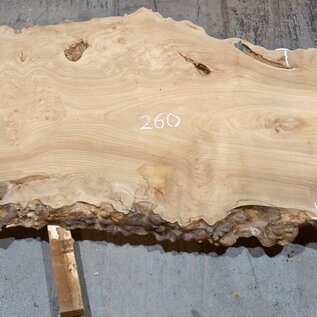 Caucasian Elm, burl slab, approx. 2600 x 830 x 62 mm, 13705