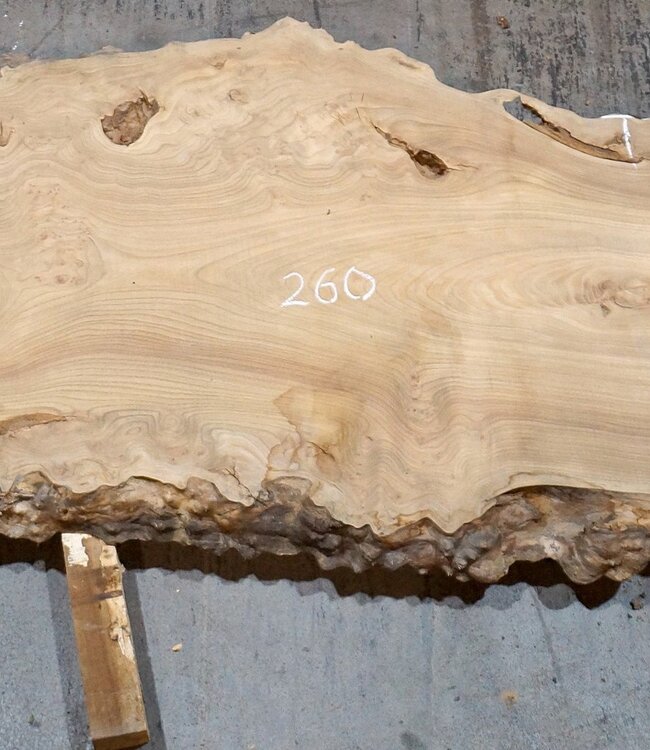 Kaukasische Rüster Maserplatte, ca. 2600 x 830 x 62 mm, 13705