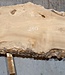 Caucasian Elm, burl slab, approx. 2600 x 830 x 62 mm, 13705
